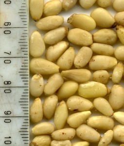 Baby Pine Nuts from Julian Graves Edinburgh
