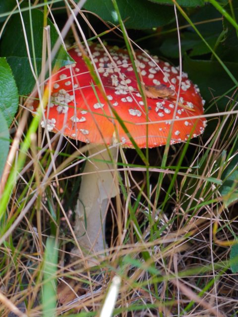 Amanita muscaria (fly agaric)