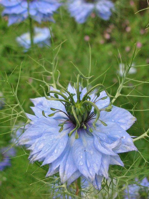 nigella-1